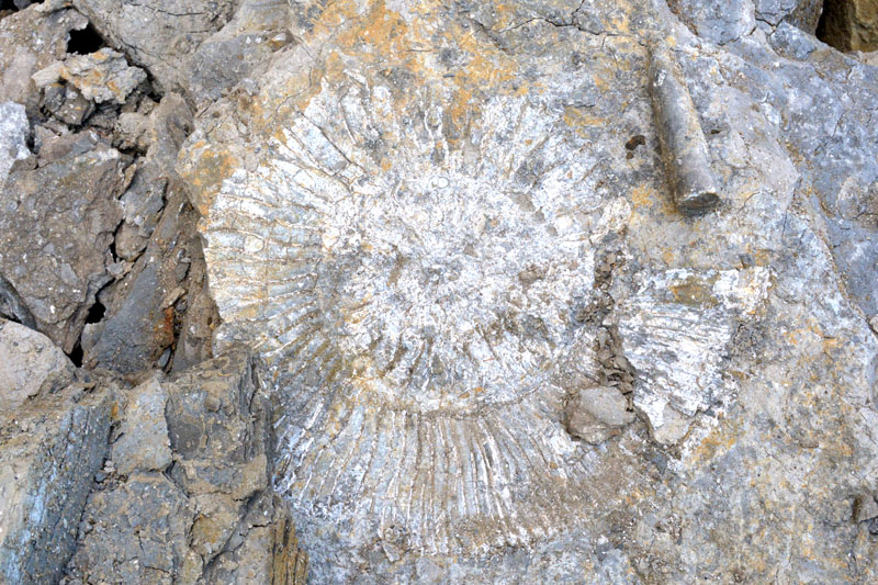 Городищенский разрез. Экскурсии по Ульяновской области Городищенский разрез. Экскурсии по Ульяновской области