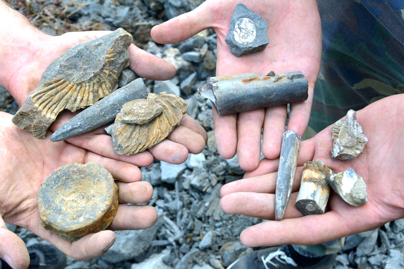 Городищенский разрез. Экскурсии по Ульяновской области Городищенский разрез. Экскурсии по Ульяновской области