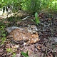 Глухарь. Отряд: Курообразные; Семейство: Фазановые; Род: Глухари. Автор фото: Софронов Е.В.