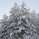 Номинация - Моя Россия. Ангелина Трифонова. Без названия