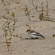 Пуночка. Отряд: Воробьинообразные; Семейство: Calcariidae; Род: Пуночки. Автор фото: Софронов Е.В.