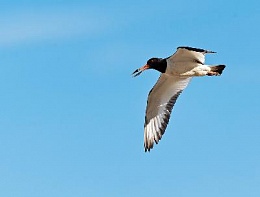 Cплав на байдарках по реке Суре